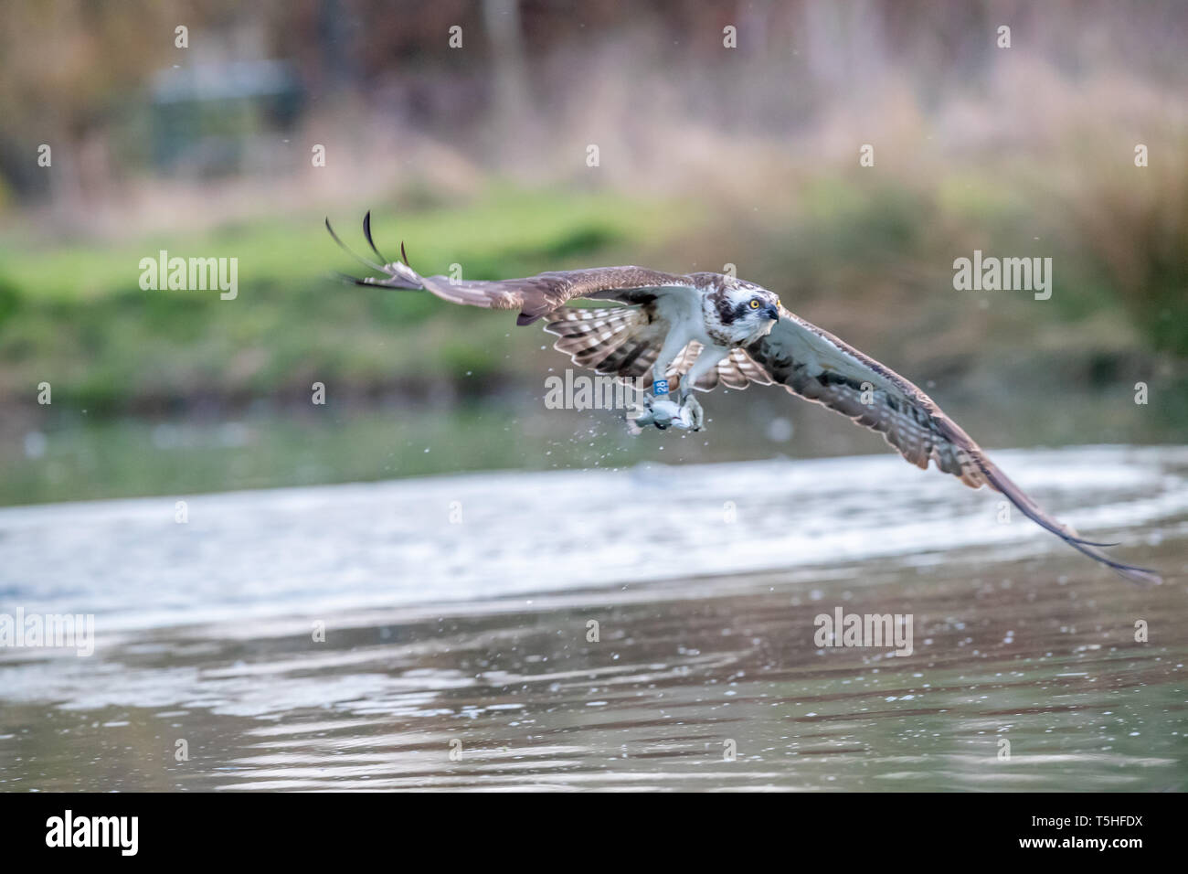 Falco pescatore (Pandion haliaetus) in volo con una trota in Rutland, REGNO UNITO Foto Stock