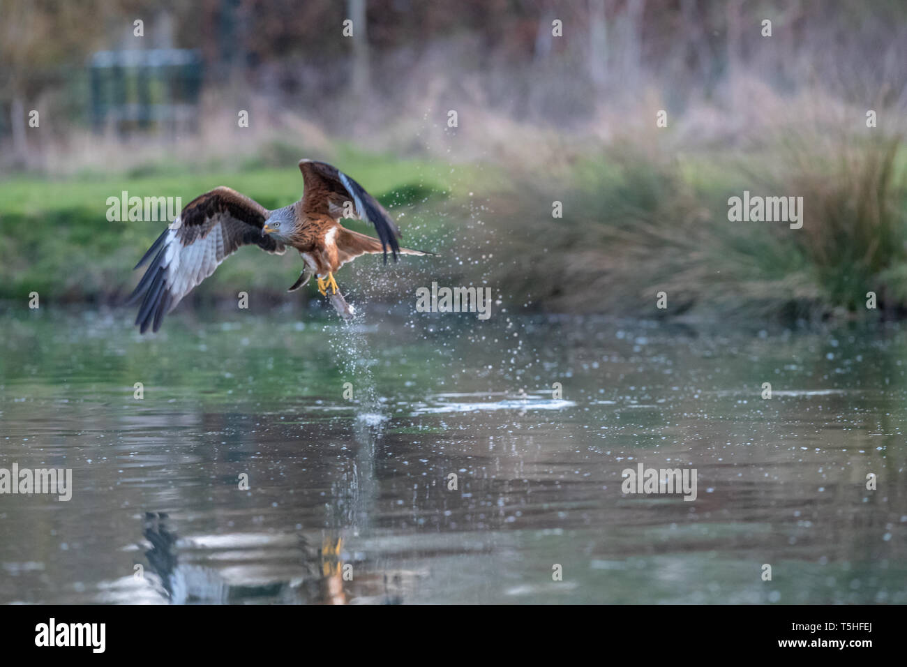 Nibbio reale (Milvus milvus) prendendo una trota da un lago in Rutland, REGNO UNITO Foto Stock