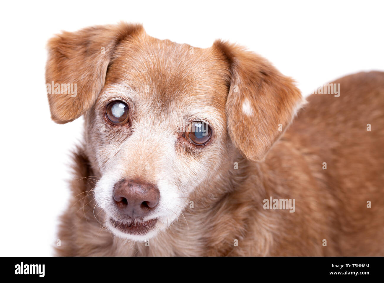 Cane senior con cataratta nei suoi occhi isolato su uno sfondo bianco. Cane in studio, pet assicurazione e veterinario di concetto. Foto Stock