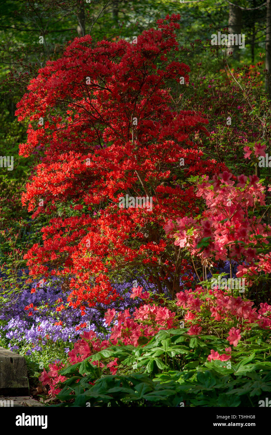 Tall azalea bush nel colore rosso brillante fiore a presso l'U.S. Arboreto Nazionale di Washington, DC, 23 aprile 2019. Foto Stock