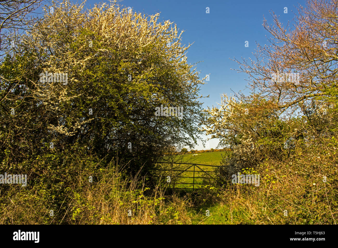 Accesso a un campo incolto Foto Stock