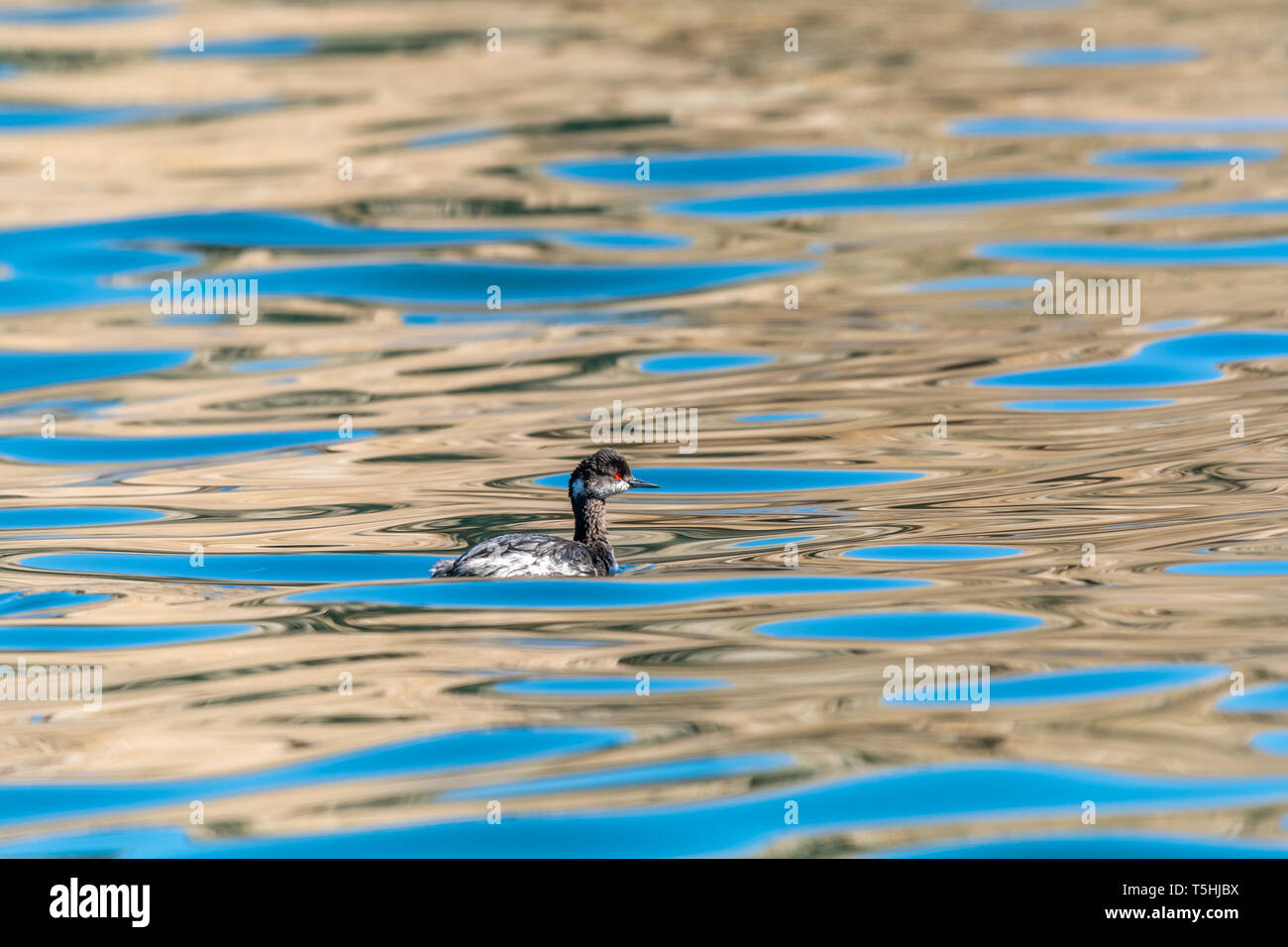 Eared Grebe (Podiceps nigricollis) nuotare sulla superficie con riflessioni, Baja California, Messico. Foto Stock