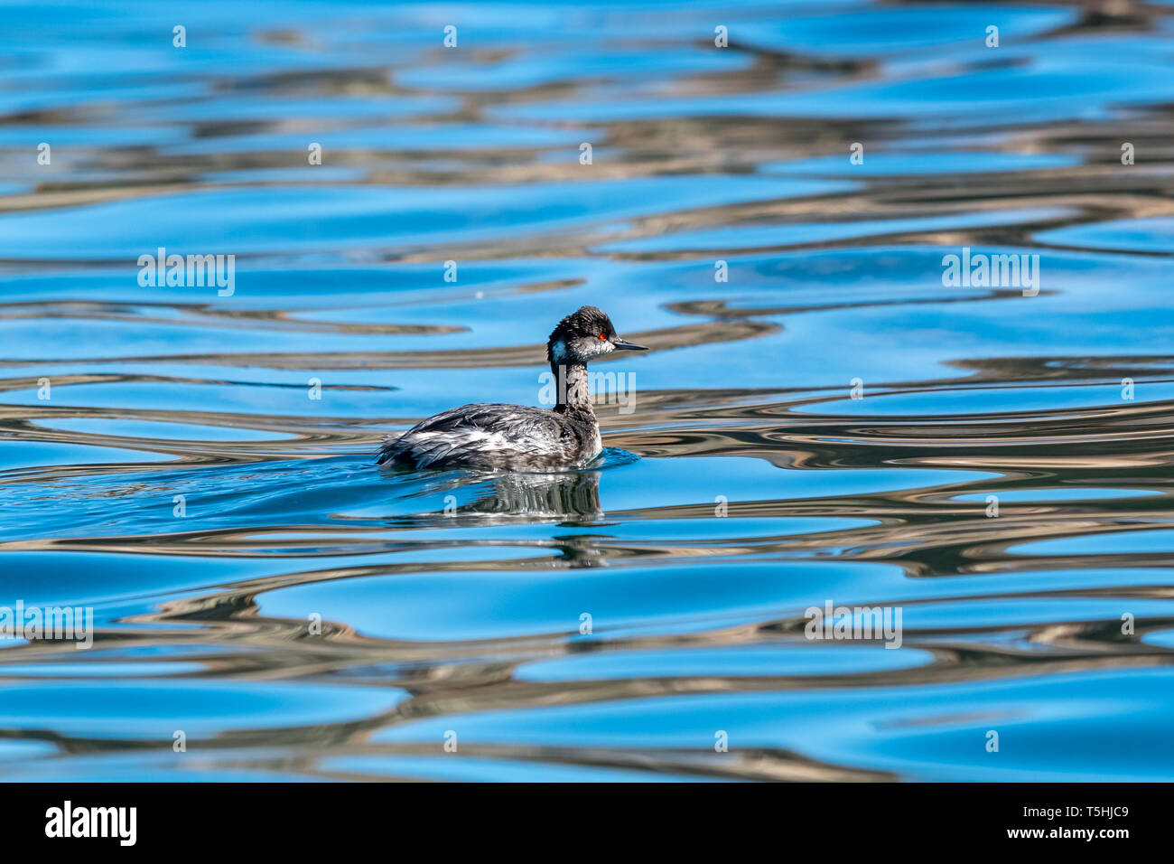 Eared Grebe (Podiceps nigricollis) nuotare sulla superficie con riflessioni, Baja California, Messico. Foto Stock