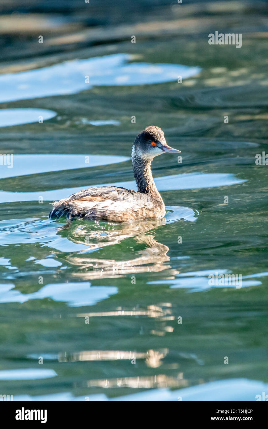 Eared Grebe (Podiceps nigricollis) nuotare sulla superficie con riflessioni, Baja California, Messico. Foto Stock