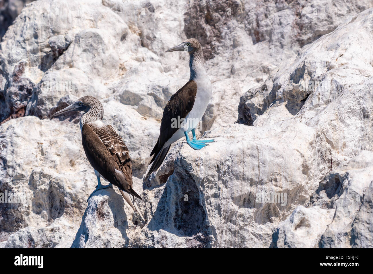 Due Blue-footed Boobies (Sula nebouxii) arroccata su una roccia sulla costa di Baja California, Messico. Foto Stock