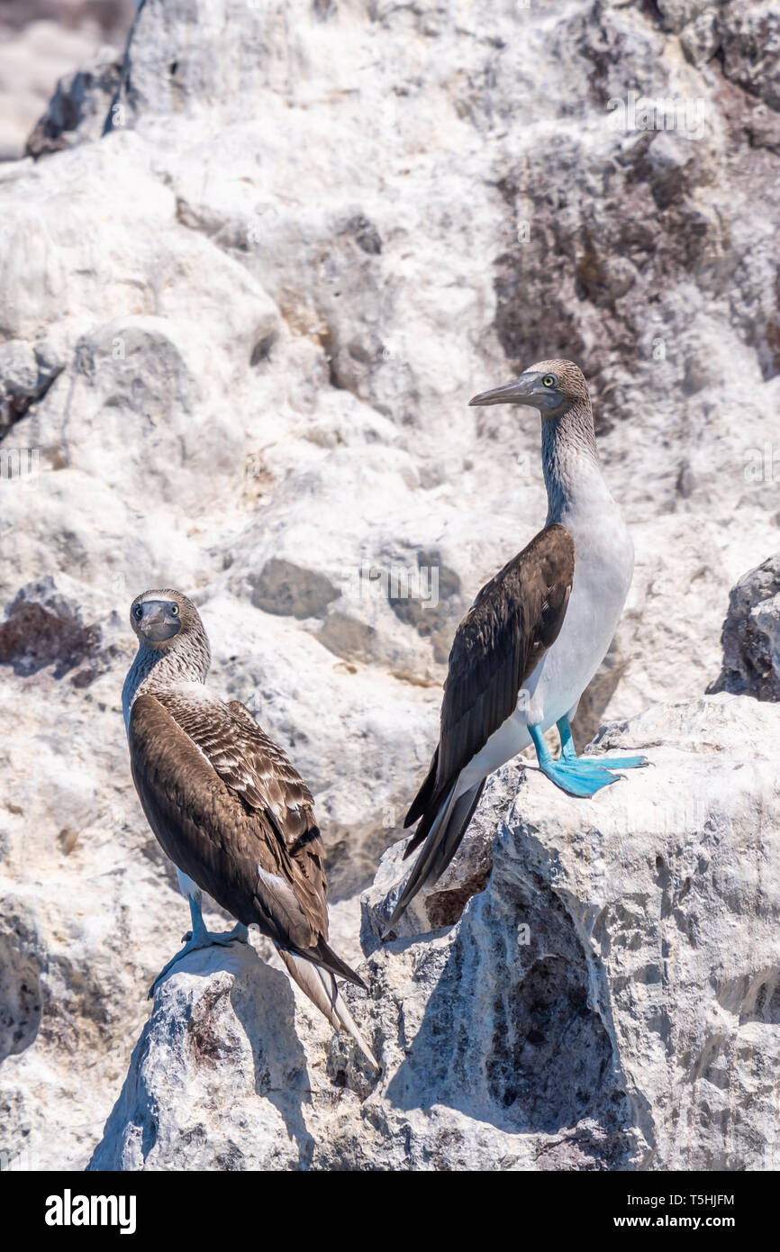 Due Blue-footed Boobies (Sula nebouxii) arroccata su una roccia sulla costa di Baja California, Messico. Foto Stock