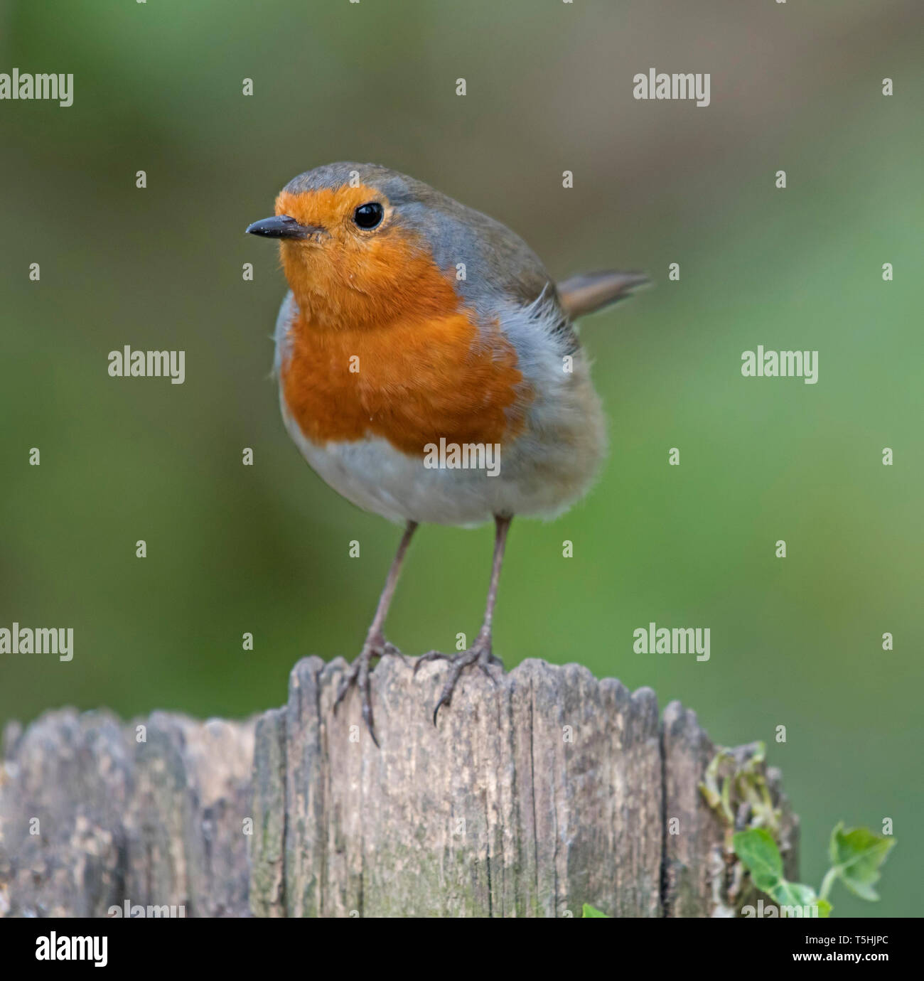 Robin, Erithacus,rubecula Foto Stock Robin, Erithacus,rubecula Foto Stock