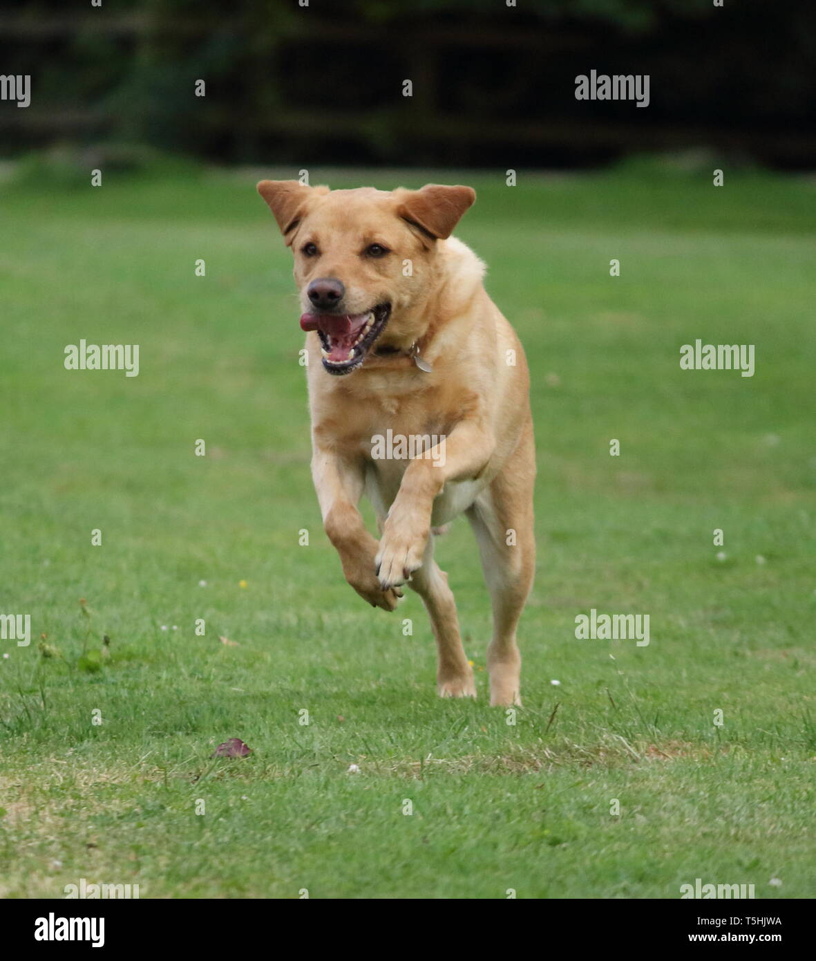 Golden Labrador running. Un'esposizione rapida con orecchie e lingua catturate a metà strada Foto Stock
