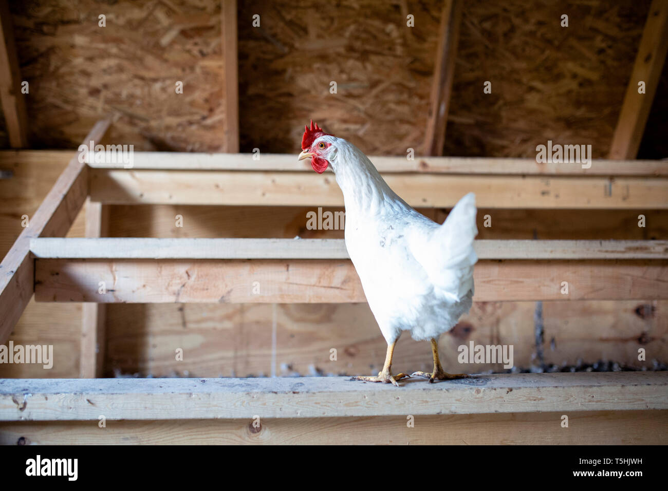 Pollo bianco nel pollaio sulla barra sono ' appollaiati Foto Stock