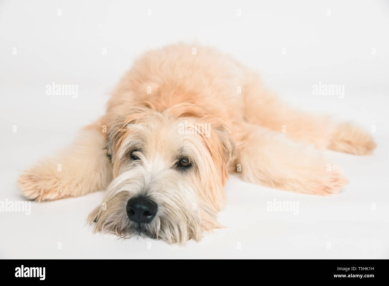Wheaten terrier cane che stabilisce su uno sfondo bianco. Foto Stock