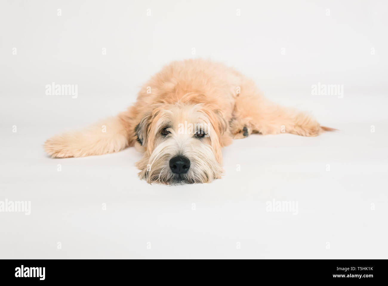 Wheaten terrier cane che stabilisce su uno sfondo bianco. Foto Stock