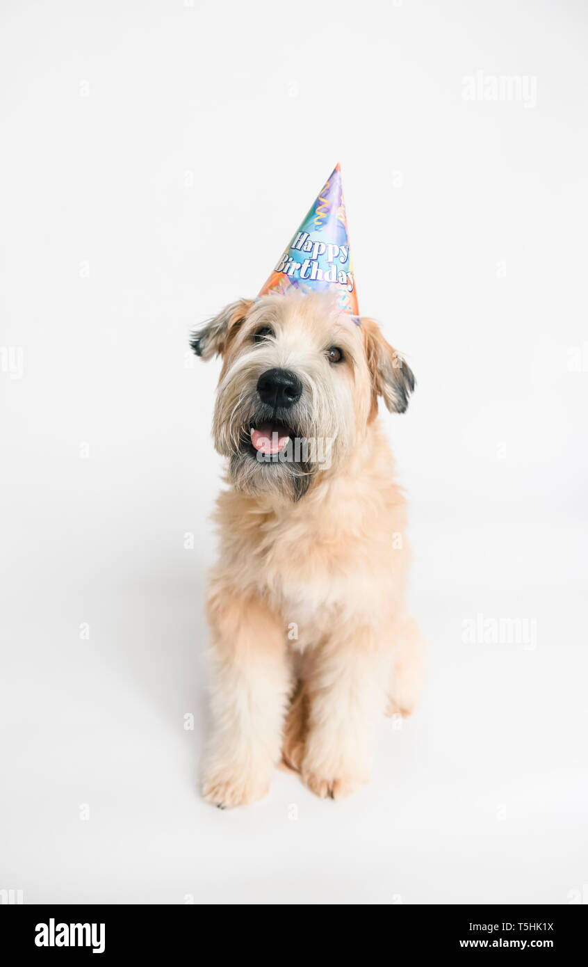 Soffici cane indossando compleanno hat seduti contro uno sfondo bianco. Foto Stock