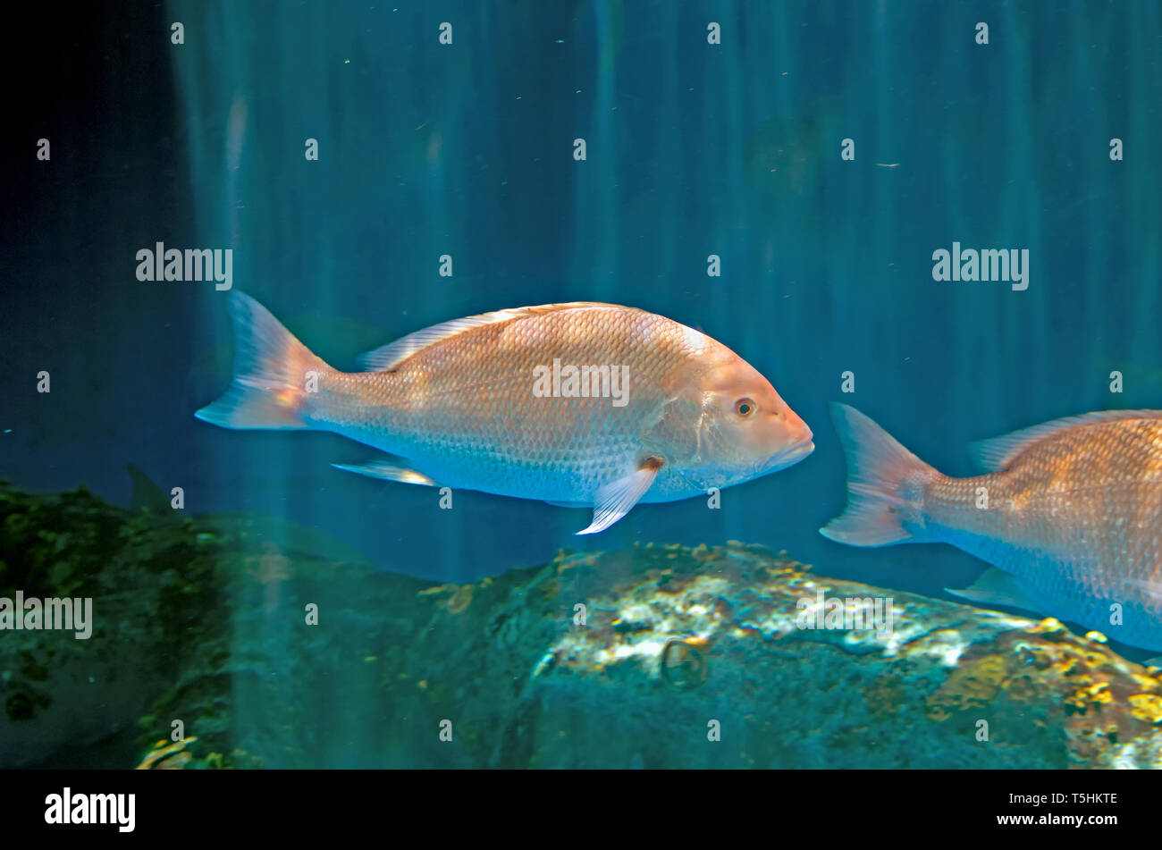 Un Northern red snapper nuota nelle isole del subacqueo in acciaio presentano al Texas State Aquarium nel Corpus Christi, Texas USA. Foto Stock