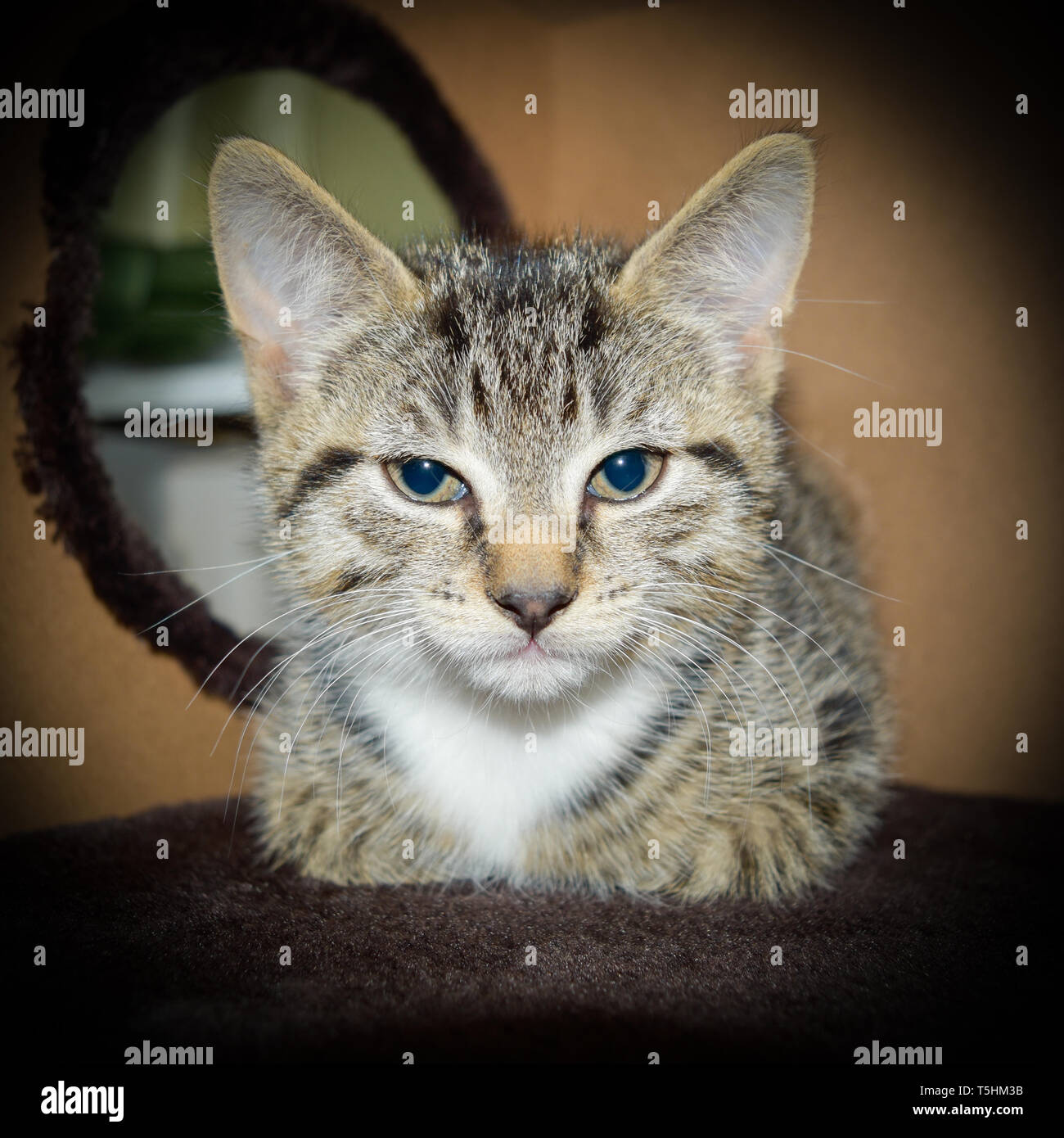 Un simpatico 8 settimane vecchio tabby e bianco gattino appoggiata nella grotta di una piscina cat tree. Foto Stock