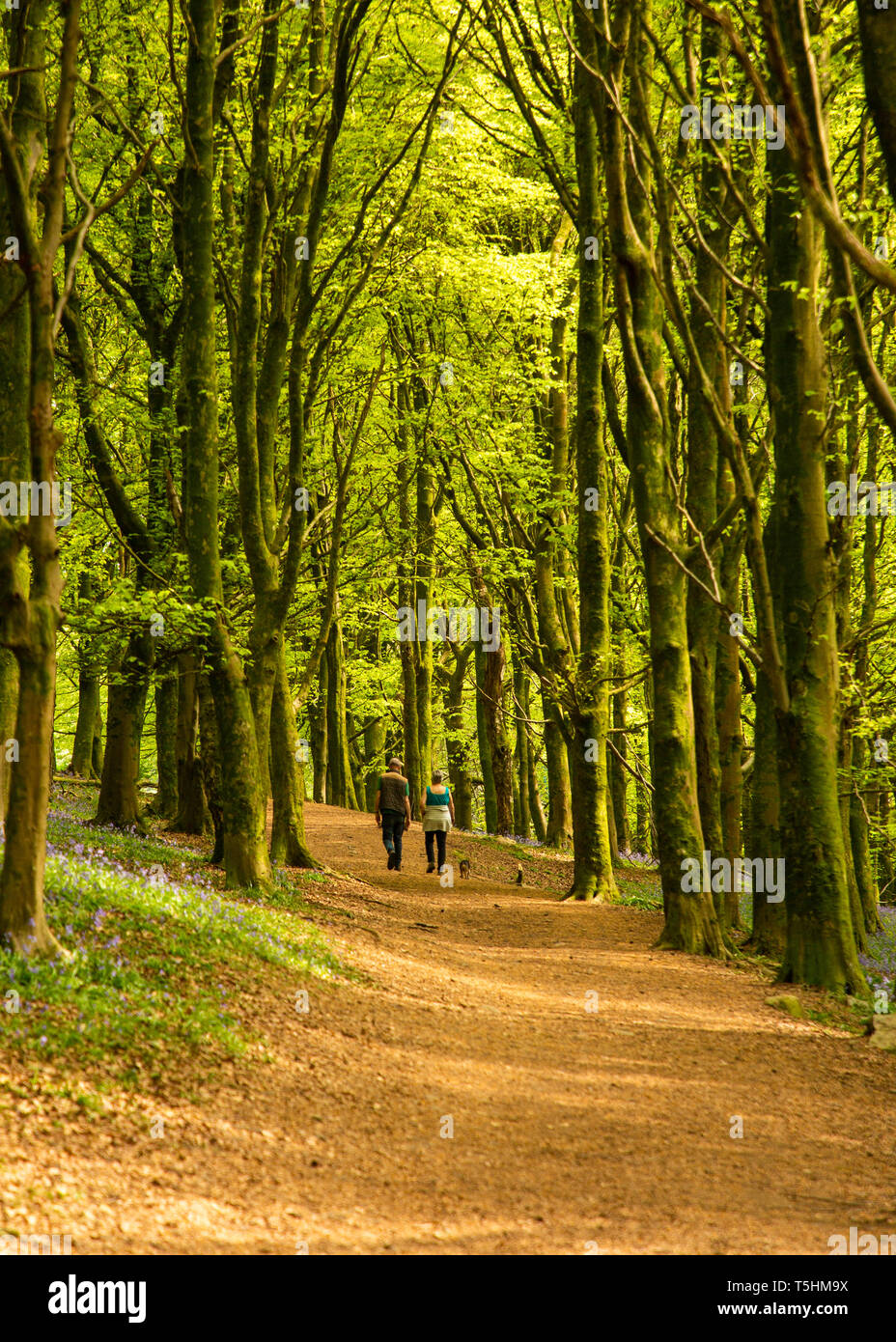 Passeggiate con il cane nel bosco in una calda giornata di primavera Foto Stock