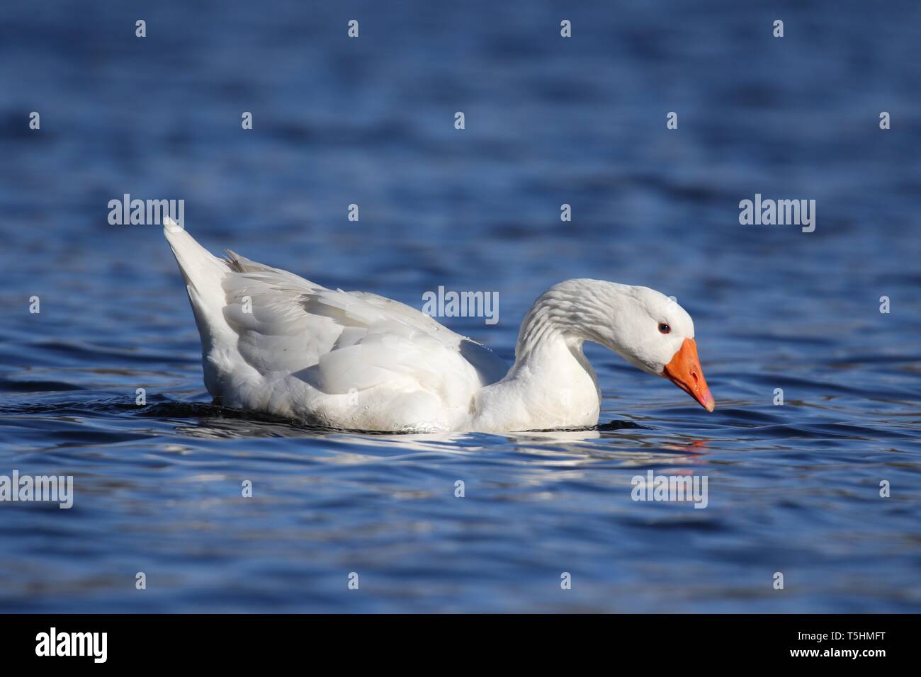 Un oca bianca sulla piscina di acqua blu Foto Stock