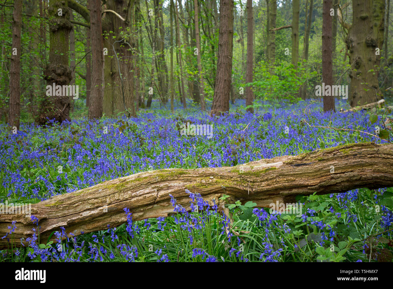 Regno Unito paesaggio del Worcestershire woodland catturare tappeti blu dei fiori di primavera: Inglese bluebells comune (Hyacinthoides non scripta). Foto Stock