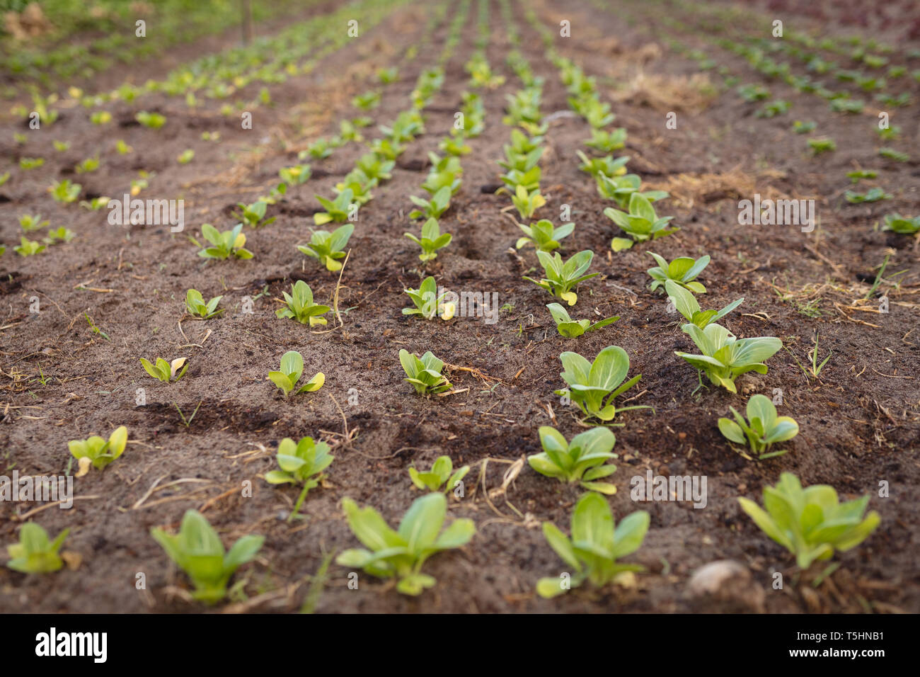 Fila di rafano organico la semina nel campo Foto Stock