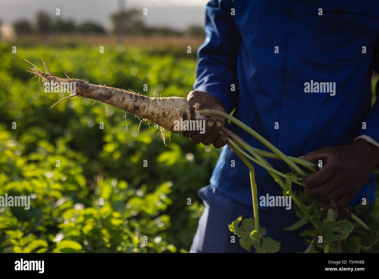 L'agricoltore che detiene il Ravanello di raccolte in una giornata di sole Foto Stock