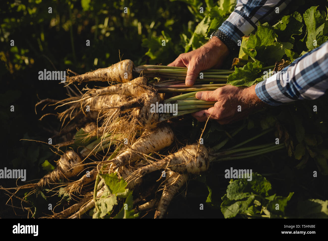 L'agricoltore maschio holding rafano raccolte in una giornata di sole Foto Stock