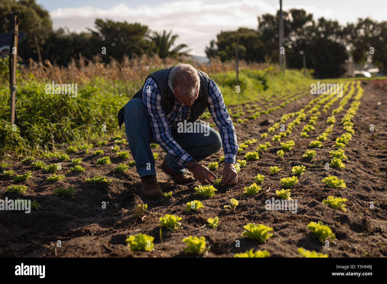 Maschio Senior agricoltore di piantare il ravanello pianta nel campo Foto Stock