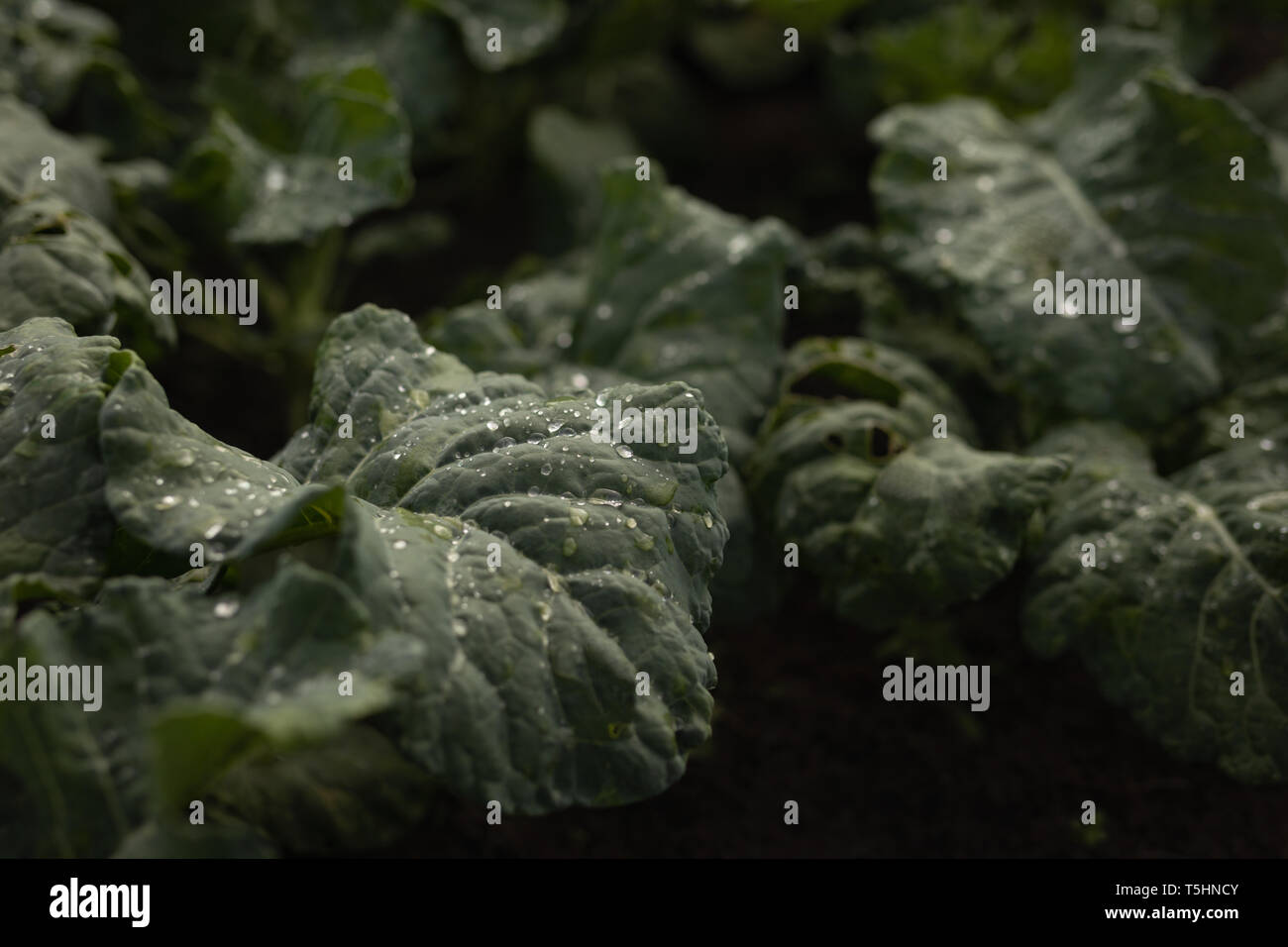 Foglie di cavolfiore pianta vegetale nel campo Foto Stock