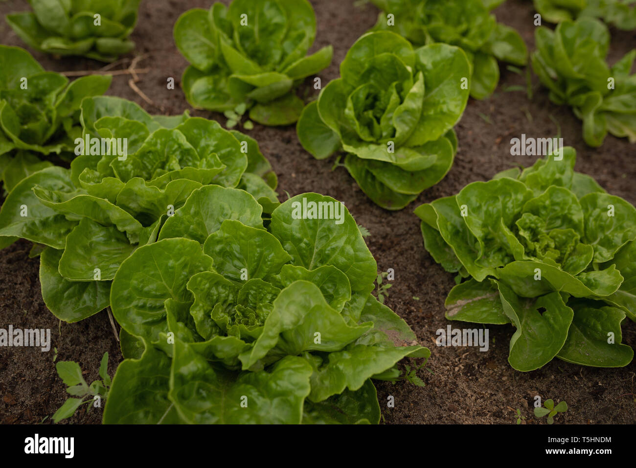 Foglie di cavolfiore pianta vegetale nel campo Foto Stock