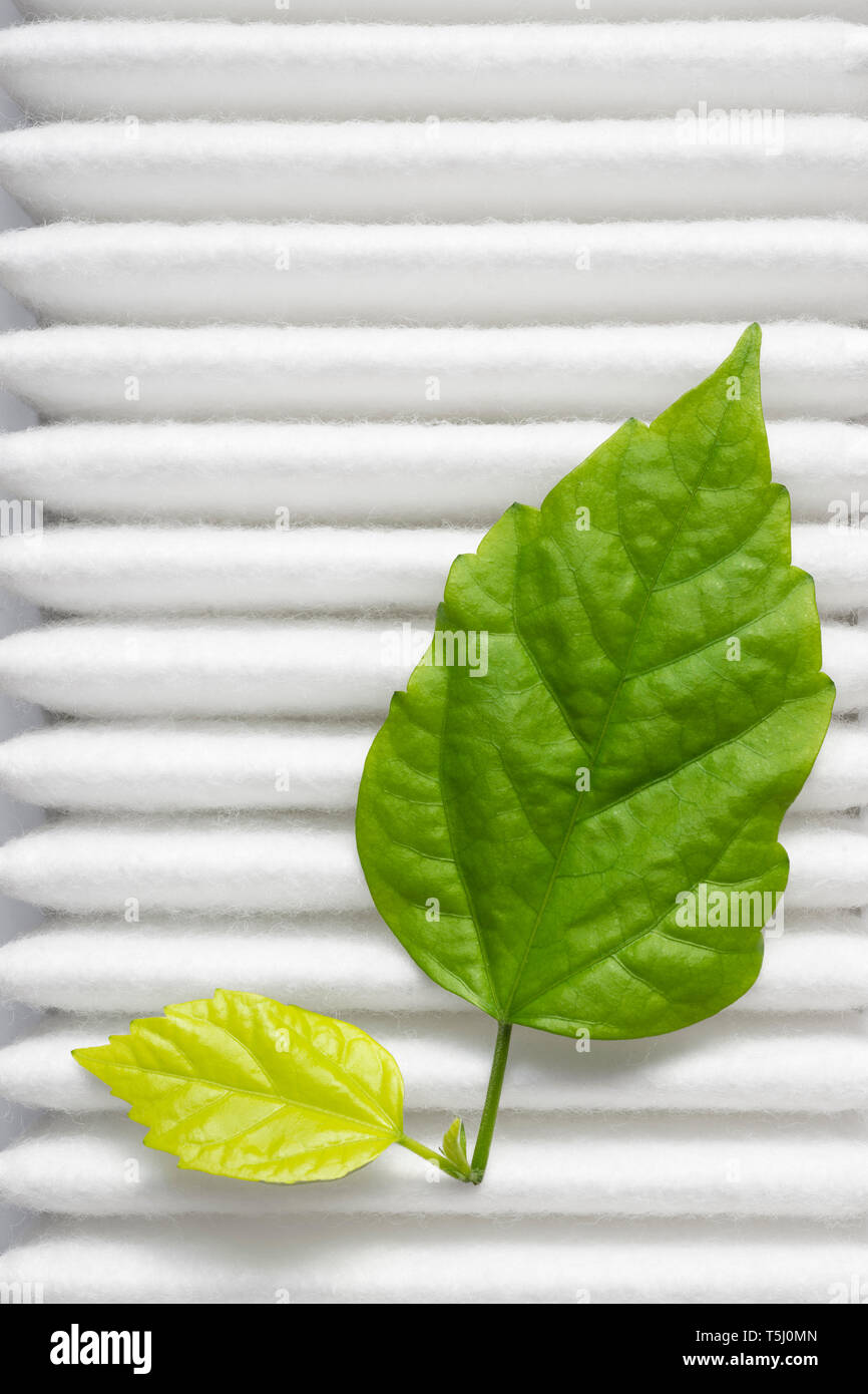 La purezza dell'aria concetto con fresco verde foglie bianco sulla superficie del filtro Foto Stock
