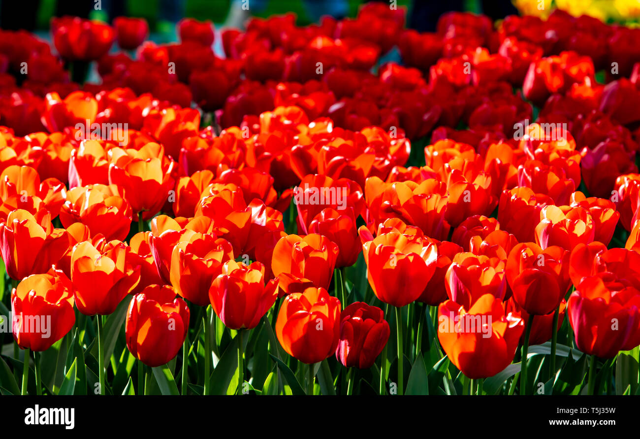 Bella rossa di tulipani nel tempo soleggiato in Olanda. Foto Stock