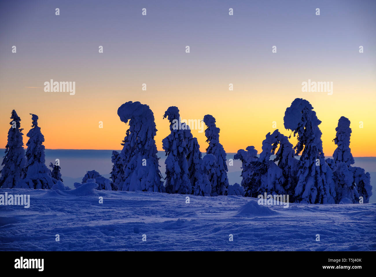 In Germania, in Baviera, Foresta Bavarese in inverno, grande Arber, Arbermandl, snow-capped abeti rossi al tramonto Foto Stock