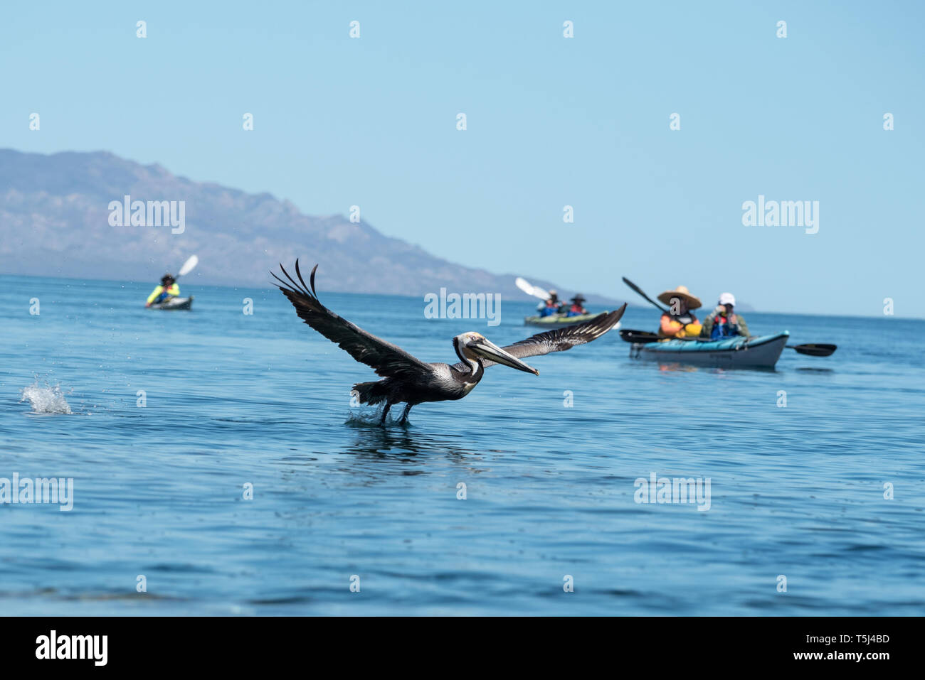 Pellicano e il mare kayakers, Baia di Loreto National Park, Baja California Sur, Messico. Foto Stock