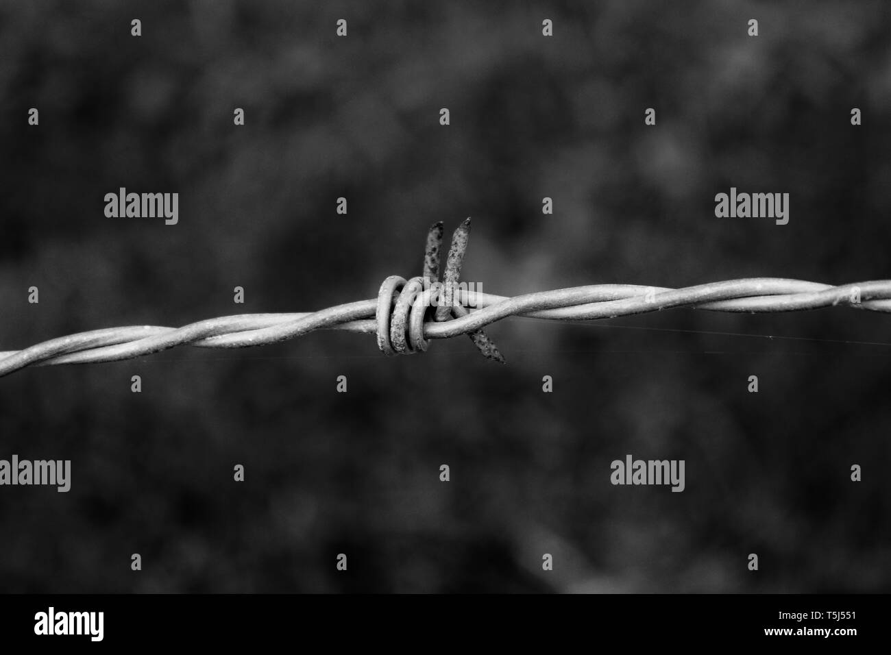 Barbwire in bianco e nero Foto Stock