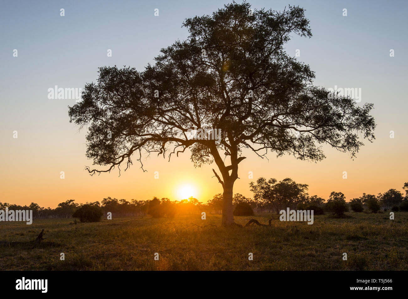 Zambia Sud Luangwa National Park, Tramonto Foto Stock