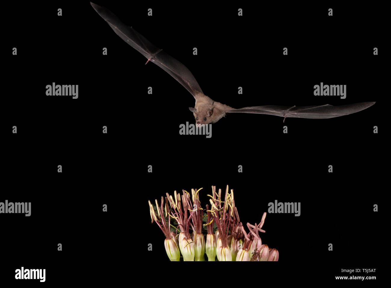 Minore, a breve dal naso, bat Cynopterus brachyotis, Arizona, nectar-alimentatore; alimentando il nettare di Agave/polline Foto Stock