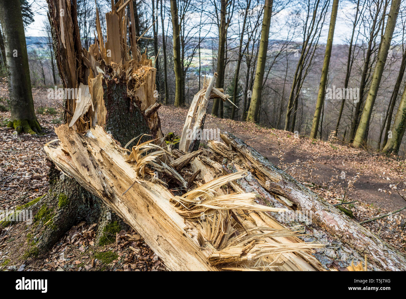 Tempesta danneggiato albero nella foresta Foto Stock