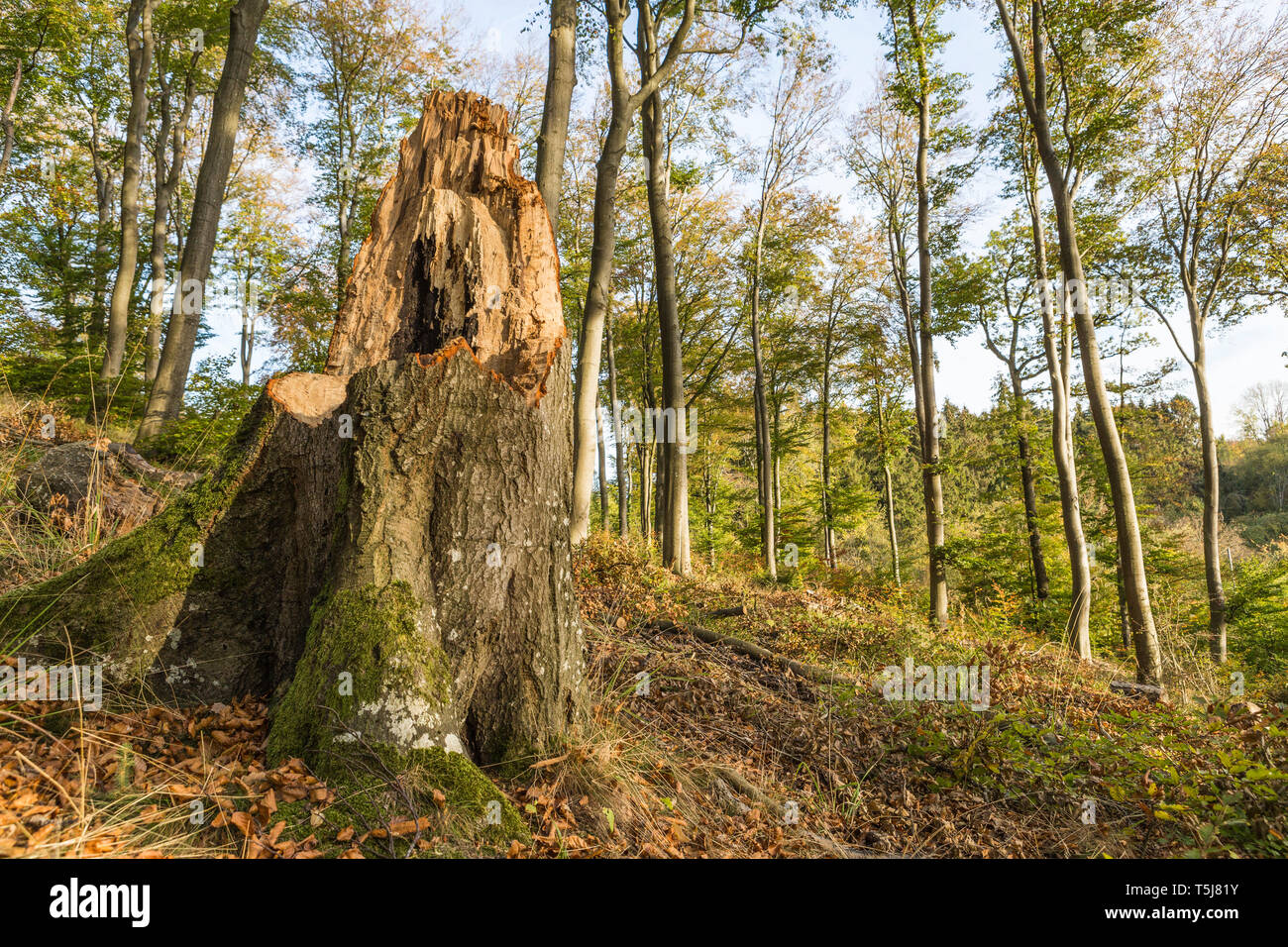 Tempesta danneggiato albero nella foresta Foto Stock