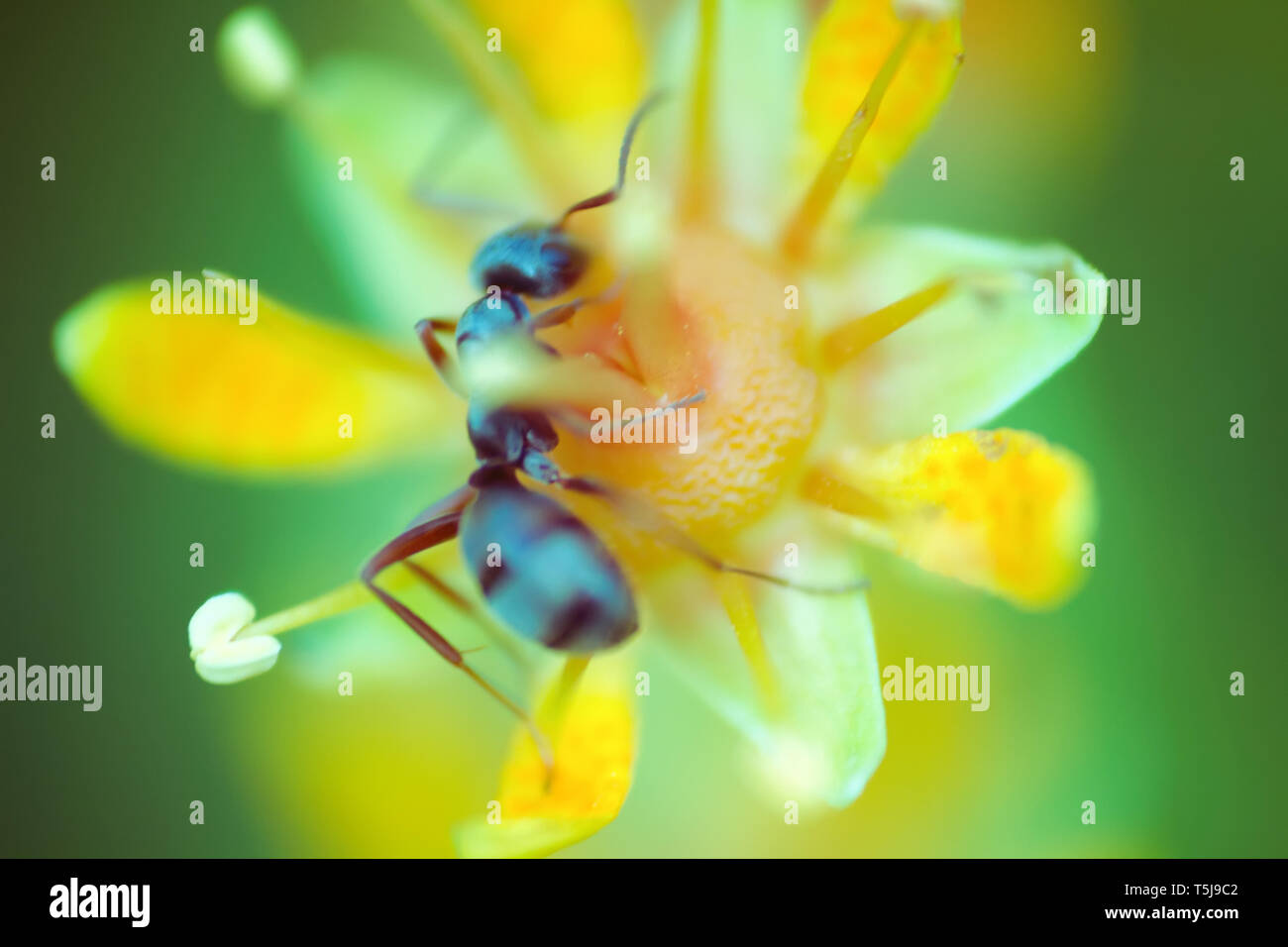 Fiore microscopica delle dimensioni di una formica attira gli insetti con un abbondanza di nettare. Rovistando ant. Finestra nel mondo delle macro ultra, mountain tundra hi Foto Stock
