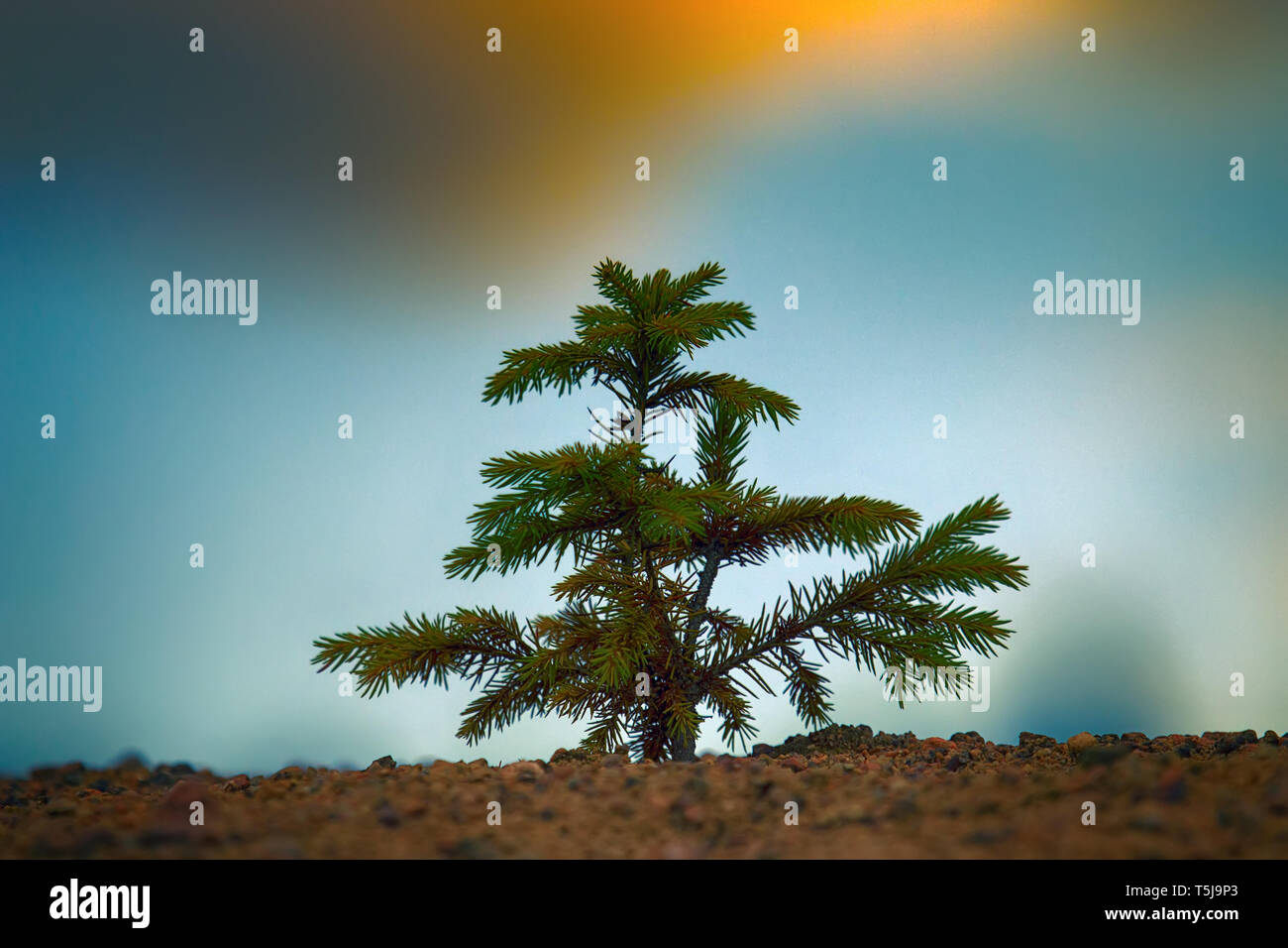 Il rimboschimento. Giovani abeti piantati (la ricrescita) su appezzamento di terreno sabbioso, abete rosso di sottobosco. Piccoli alberi in estate Foto Stock
