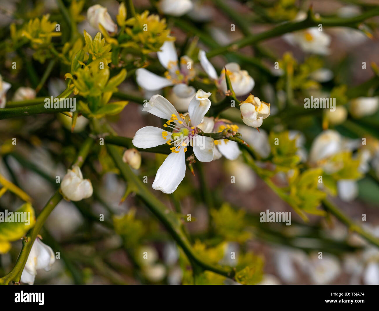 Giapponese arancio amaro Citrus trifoliata Foto Stock