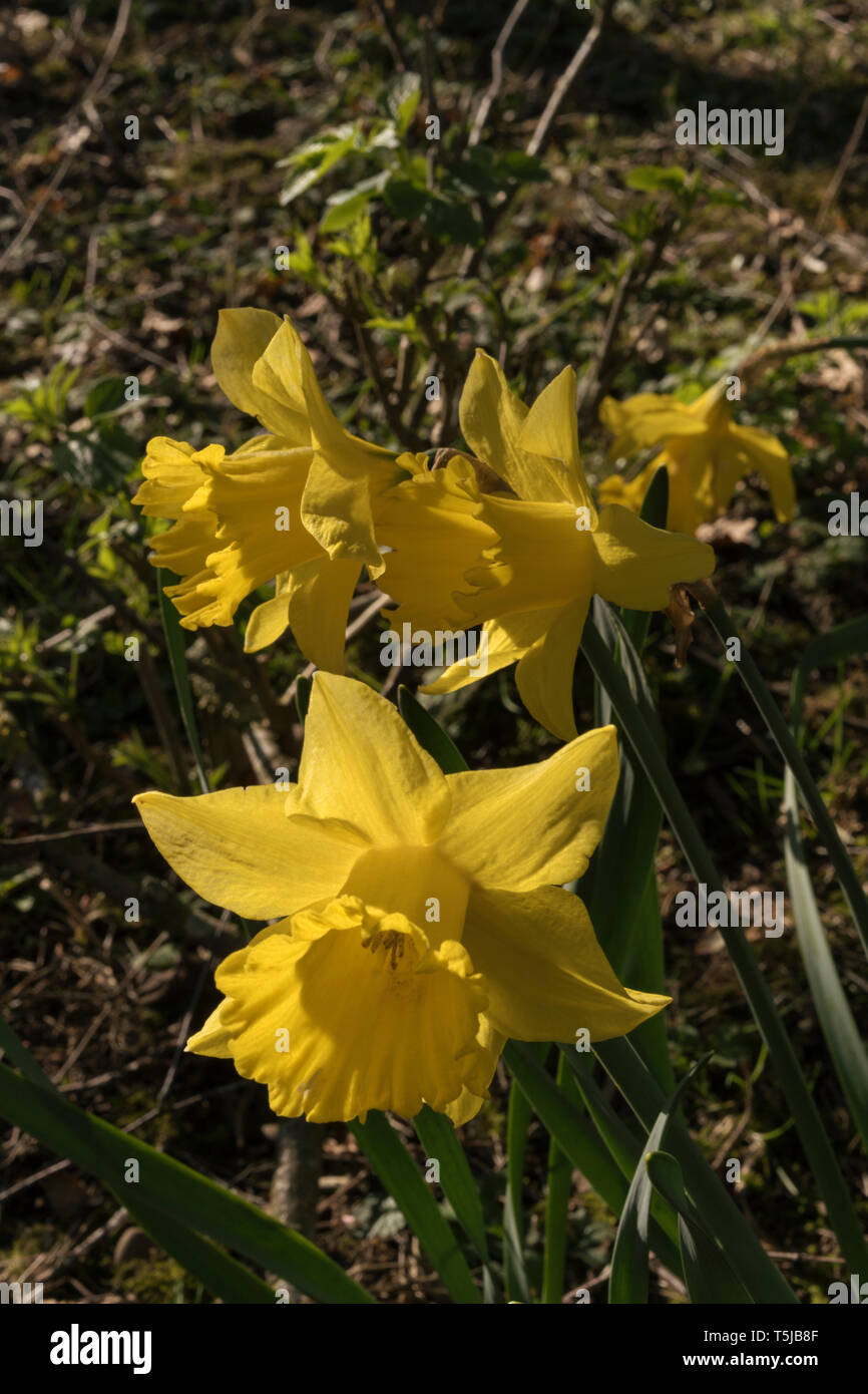 Viste di Perth come sole primaverile risveglia la natura in tutta la città della fiera. Foto Stock