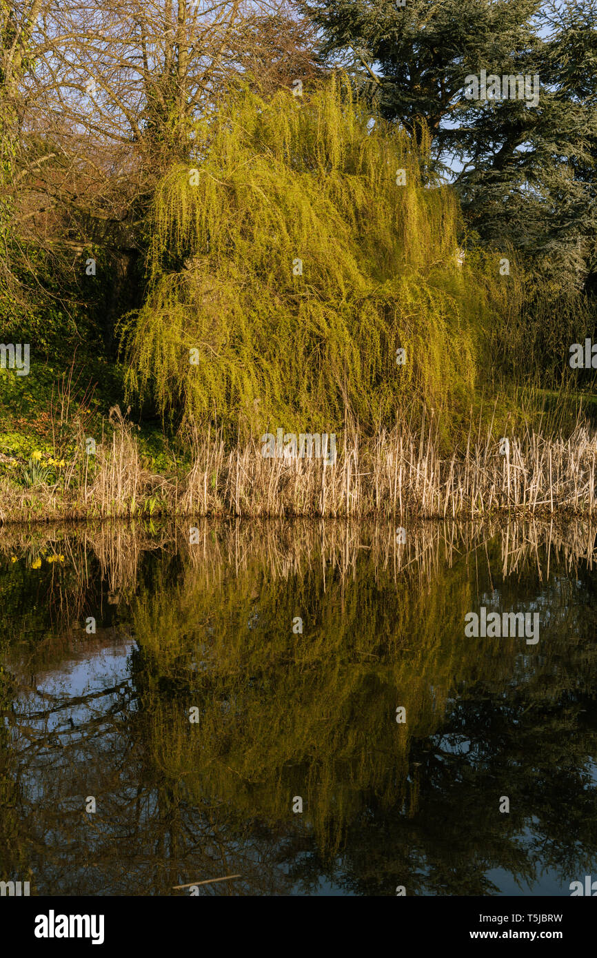 Viste di Perth come sole primaverile risveglia la natura in tutta la città della fiera. Foto Stock