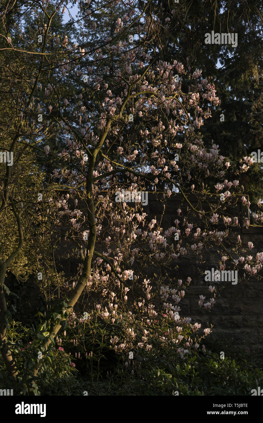 Viste di Perth come sole primaverile risveglia la natura in tutta la città della fiera. Foto Stock