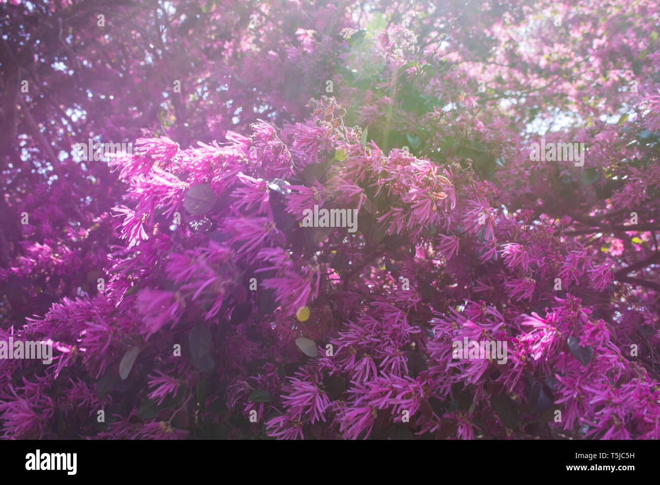 Fiori viola su un albero (sconosciuto) soffia nel vento Foto Stock