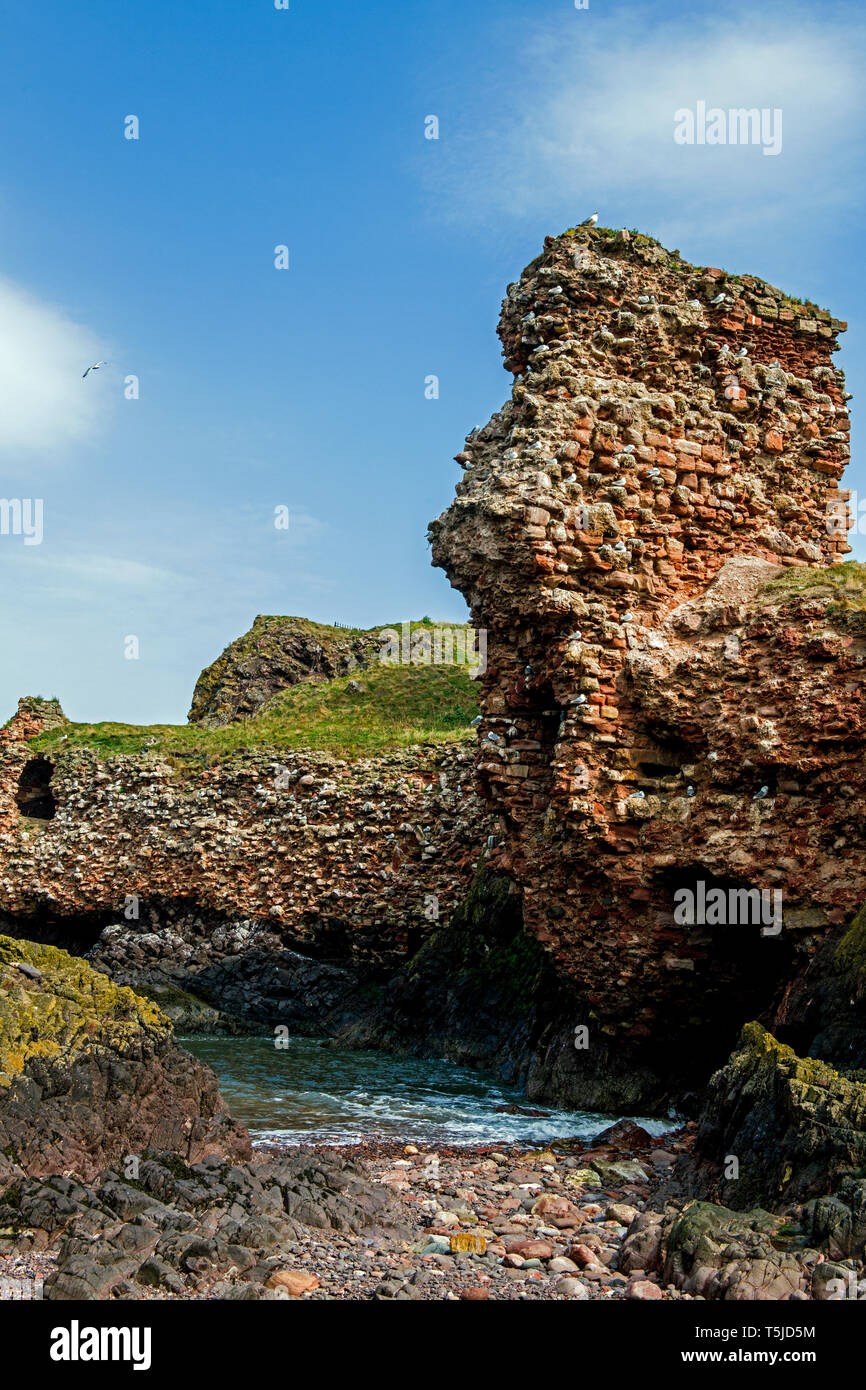 Il rovinato resti del castello di Dunbar sulla costa sud est della Scozia in East Lothian Foto Stock