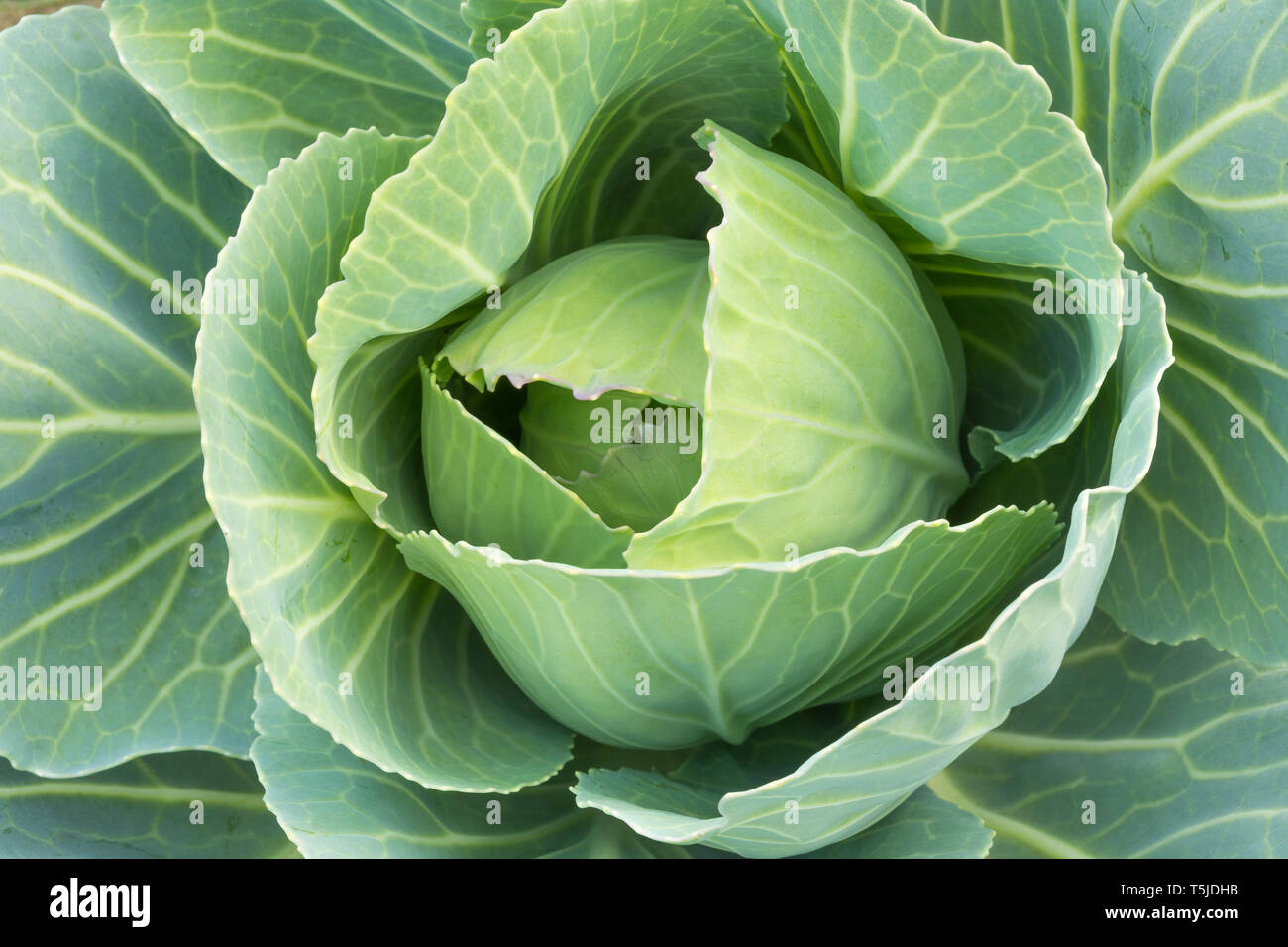 Cavolo cappuccio o cavolo con testa (comprendente diverse cultivar di Brassica oleracea) è una foglia verde, rosso (viola), o bianco (verde pallido) impianto biennale gro Foto Stock