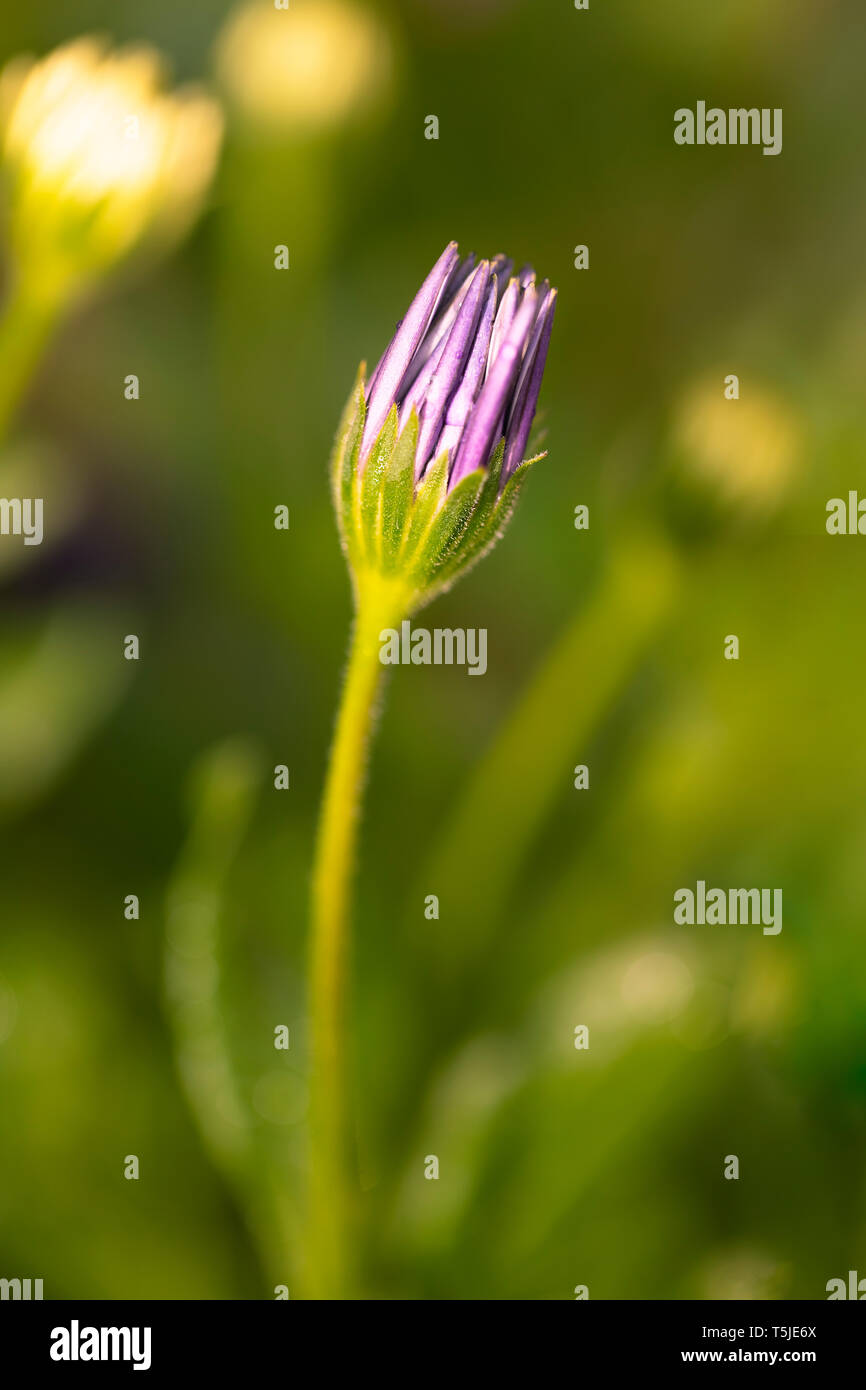 Violetta Daisy fiore in fiore Foto Stock