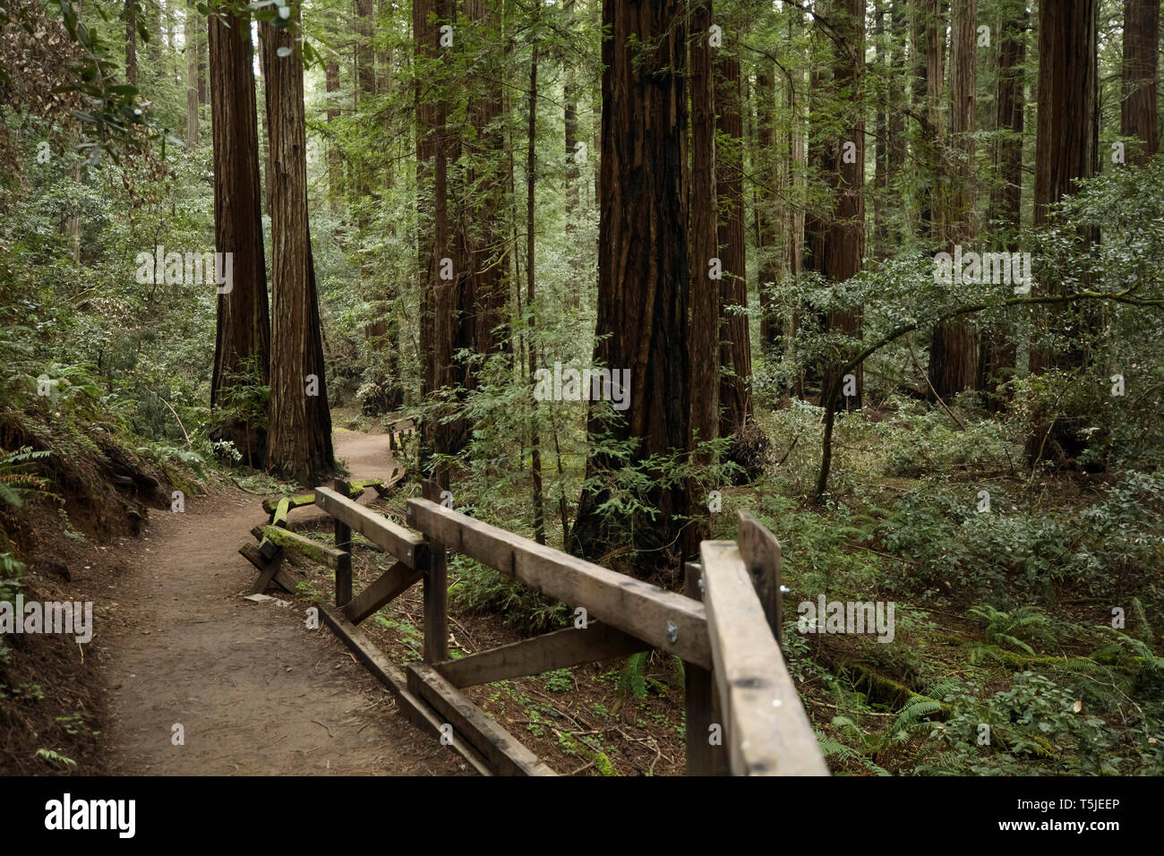 La Armstrong Redwoods Riserva Statale in a Guerneville, la California è la patria di migliaia di torreggianti alberi di sequoia (Sequoia sempervirens) che sono facilmente Foto Stock