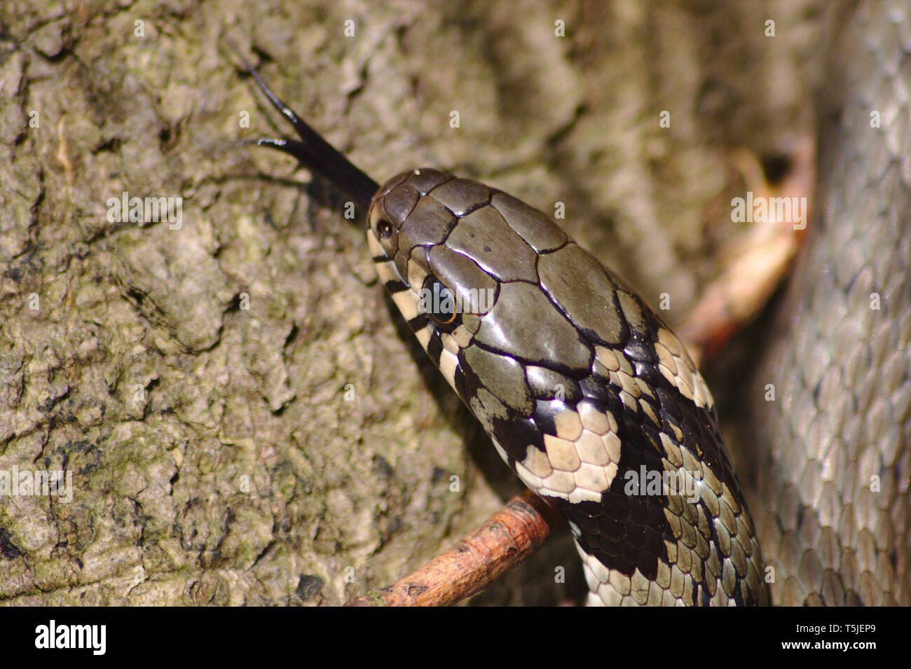 Serpente ad anello (Natrix natrix) Mostrando la sua lingua a forcella nel Neandertal tedesco nel Vicino a Düsseldorf Foto Stock