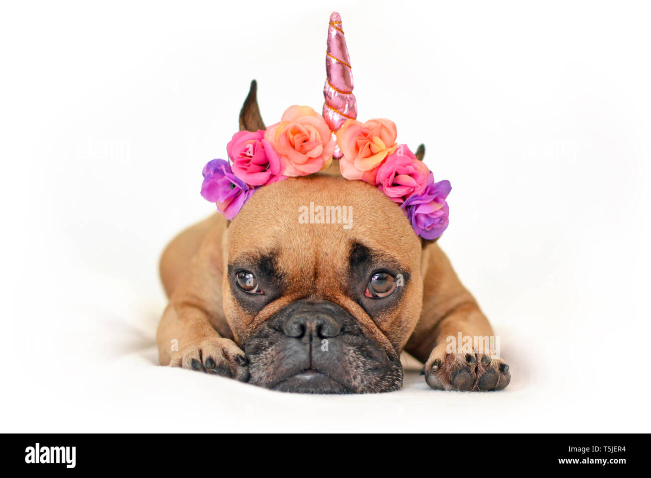 Carino marrone bulldog francese cane con fiore rosa e corno di unicorno con archetto giacente sul terreno di fronte bianca di sfondo per studio Foto Stock