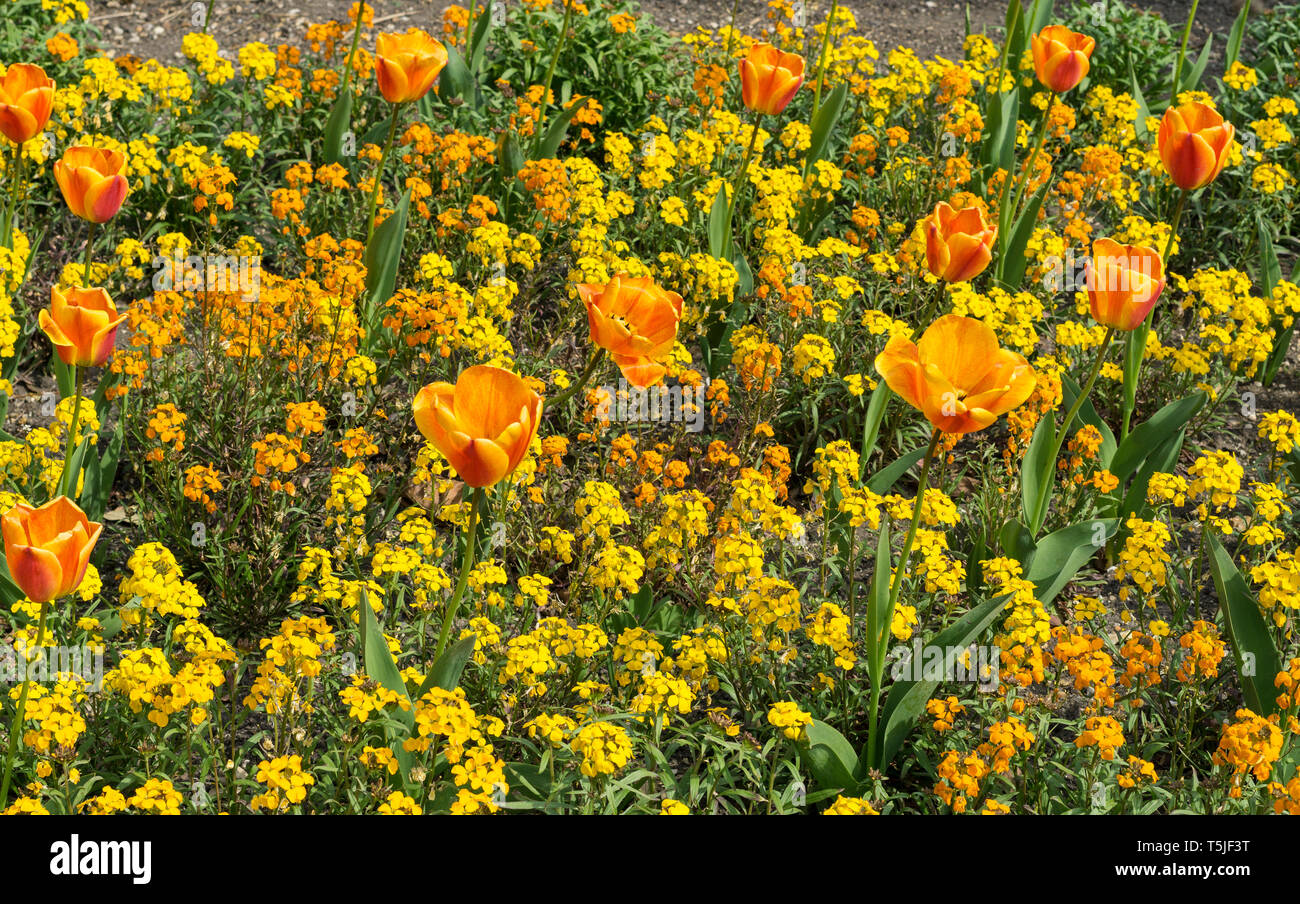 Tulipani arancio e giallo fiori in mostra presso il St Johns College di Cambridge Foto Stock